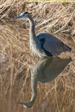 great blue heron